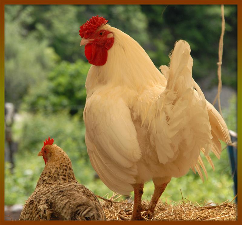 huhn am gardasee