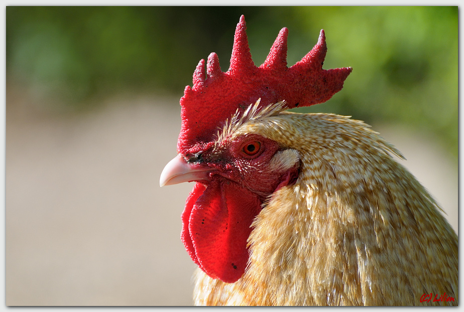 Huhn / Hahn