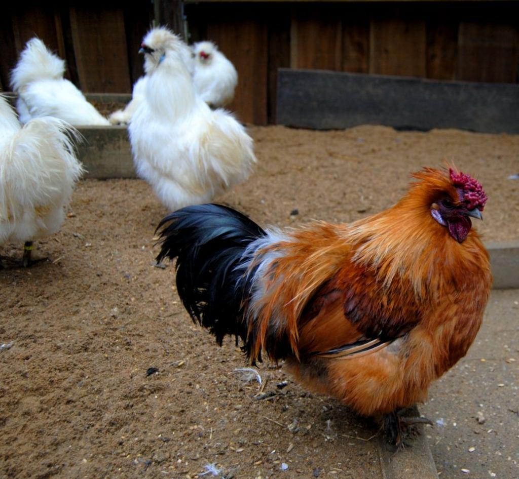 Huhn im Tierpark Alsdorf