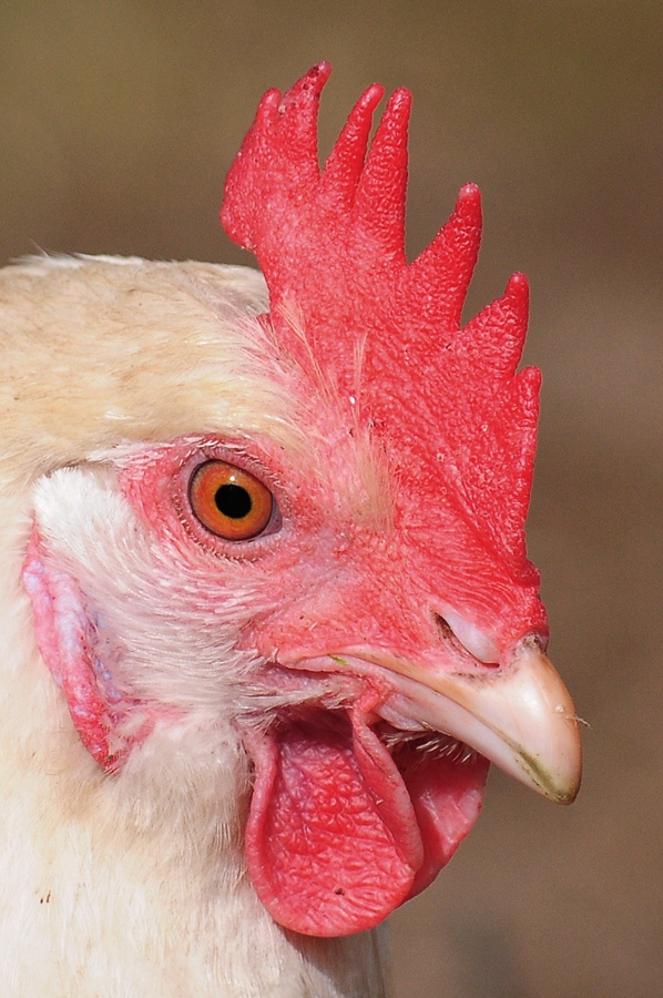 Huhn