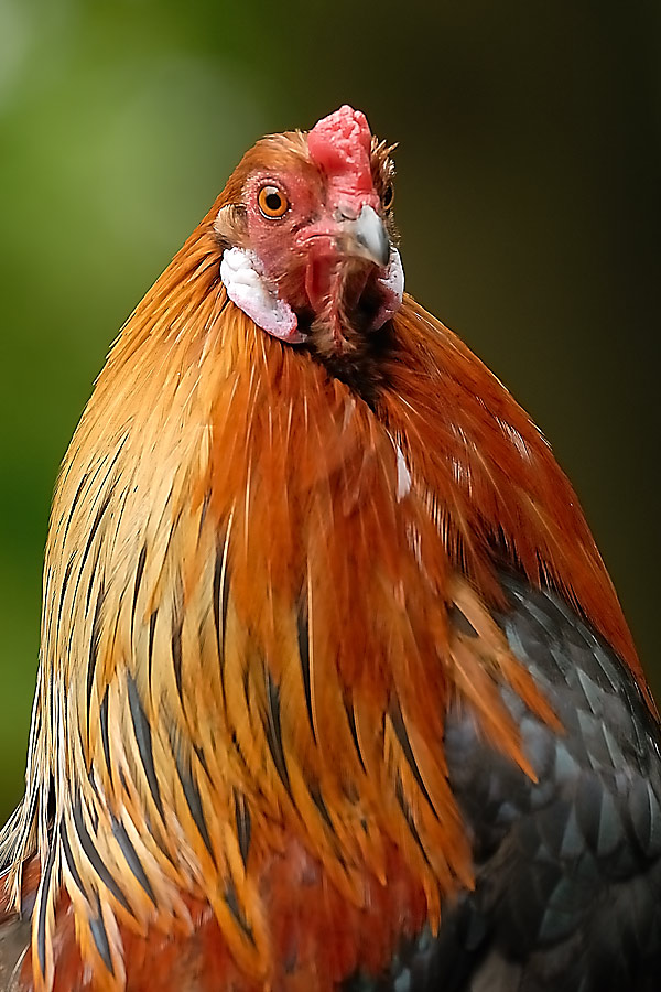 Huhn