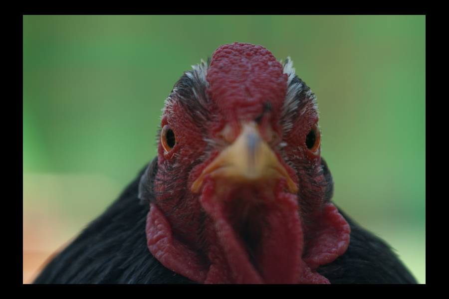 Huhn