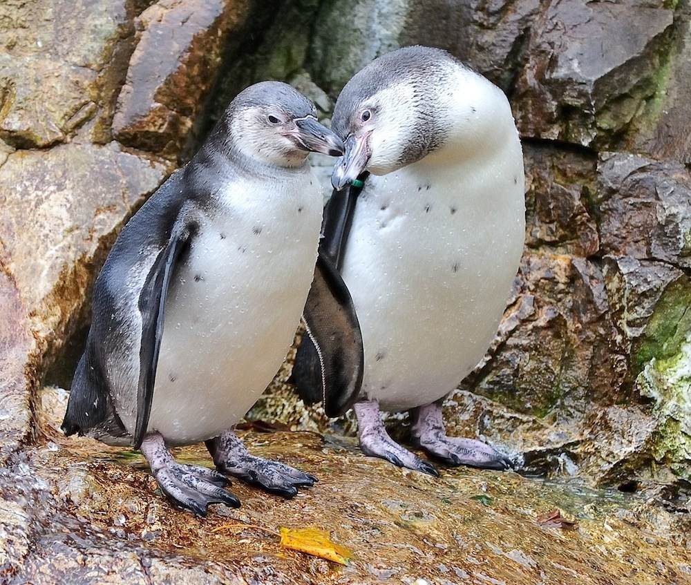 Humboldtpinguin