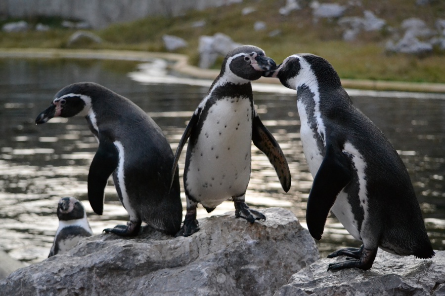 Humboldtpinguine - Tierpark Sababurg