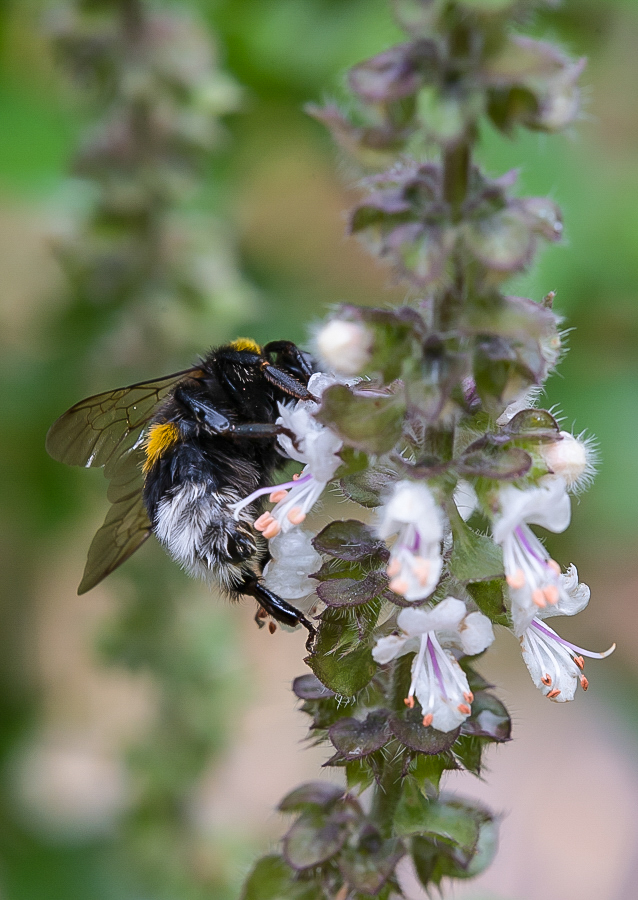 Hummel (1 von 1).jpg