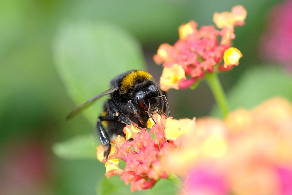 Hummel 1