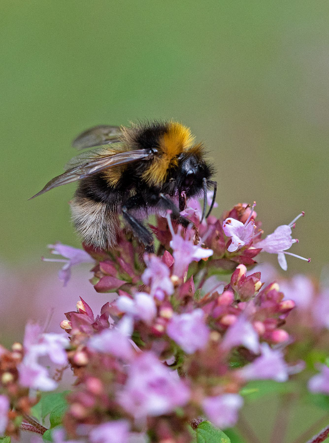 Hummel 2.jpg