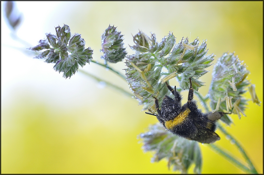 Hummel am Morgen