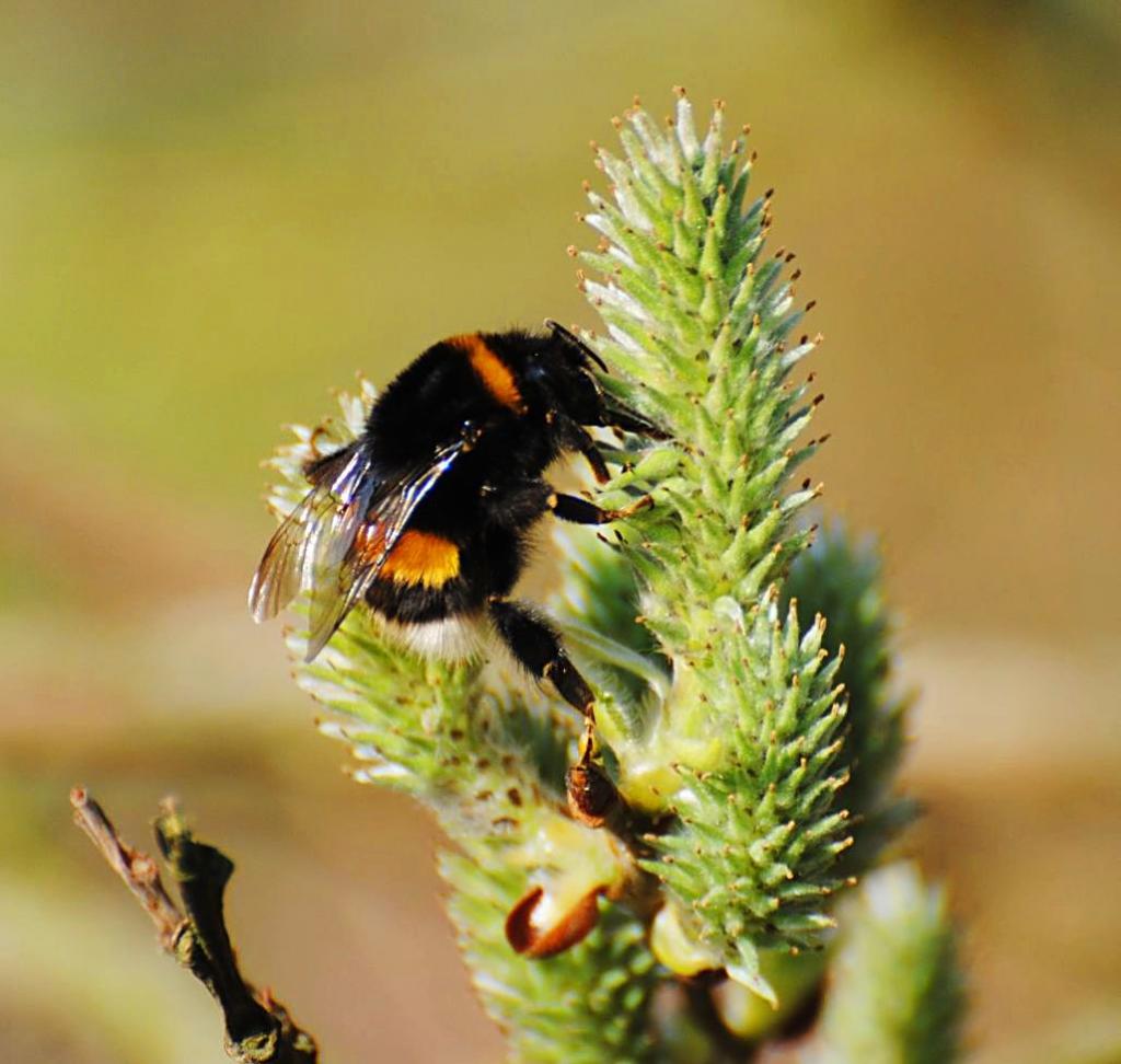 Hummel an Weidenkätzchen