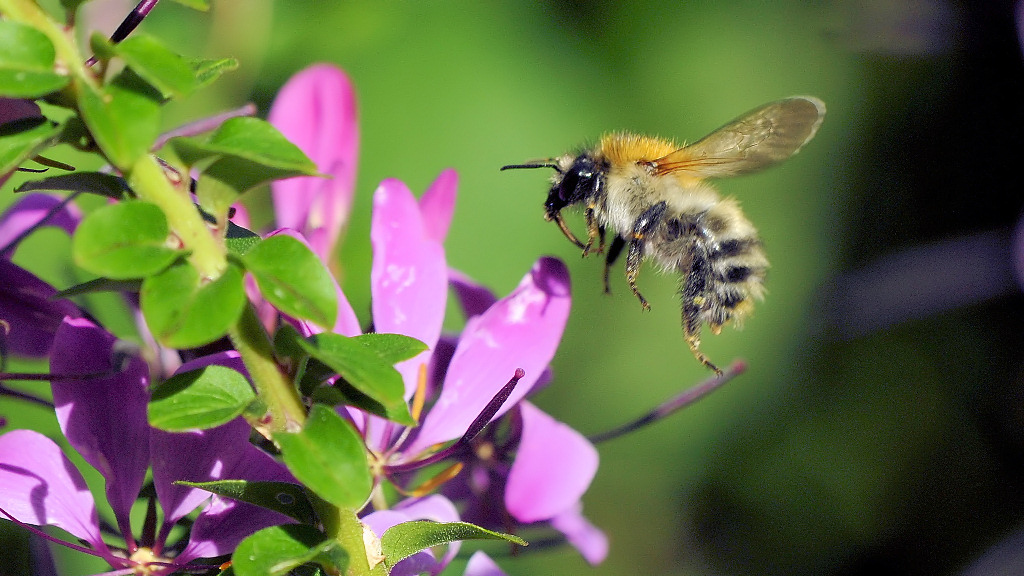 Hummel Anflug 2