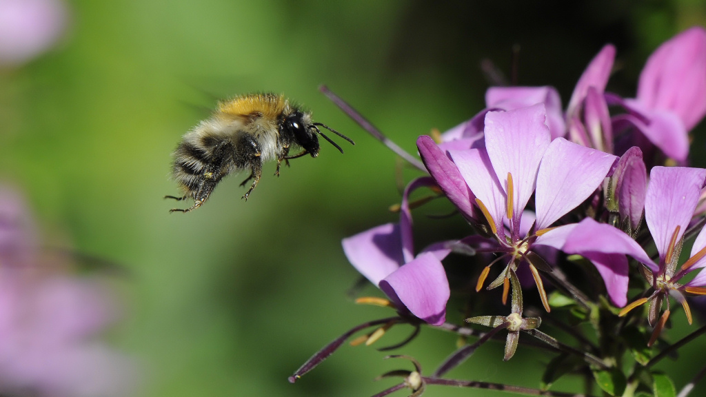 Hummel Anflug 3