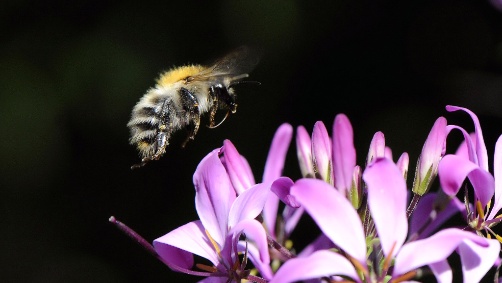 Hummel Anflug 4