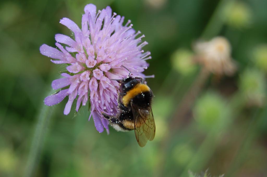 Hummel auf Blume (5)