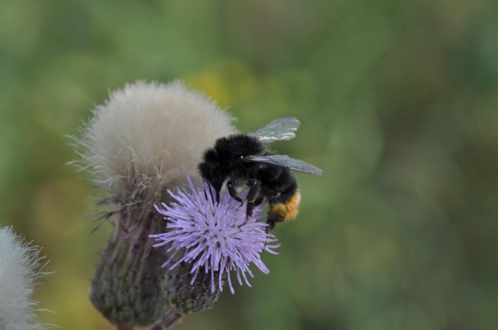 Hummel auf Kratzdistel