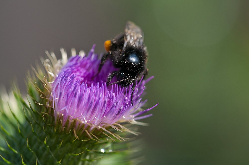 Hummel  cDSC 4170