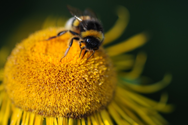 Hummel erster Versuch