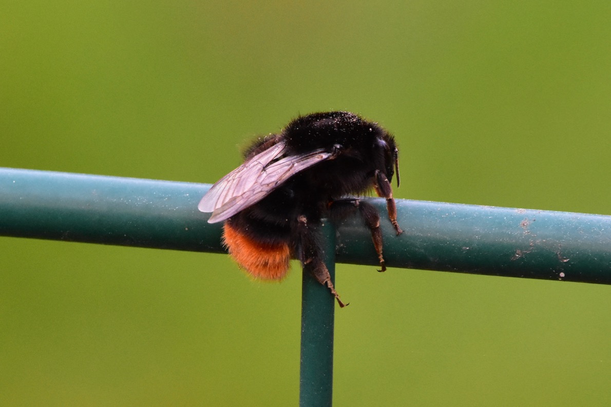 Hummel Kältestarre