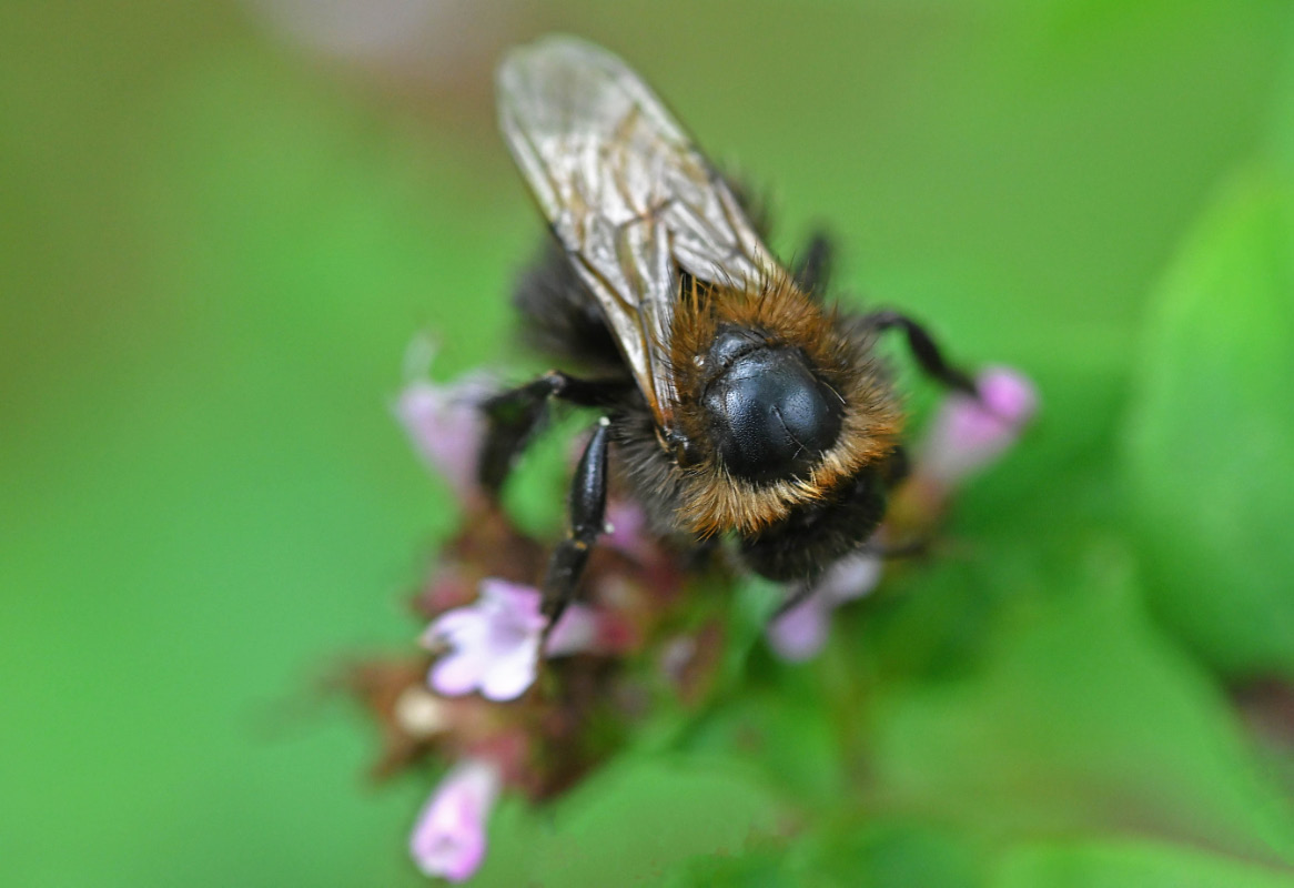 Hummel mit Glatze.jpg