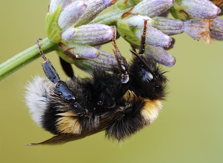 Hummel Sigma 150mm