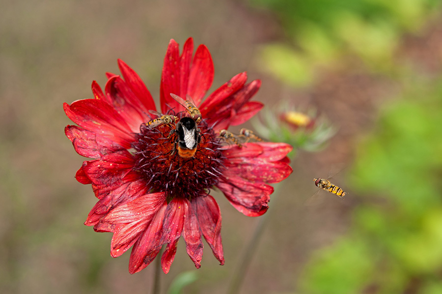 Hummel verteidigt ihre Blume