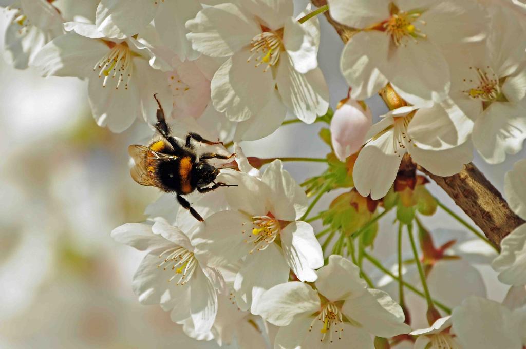 Hummel