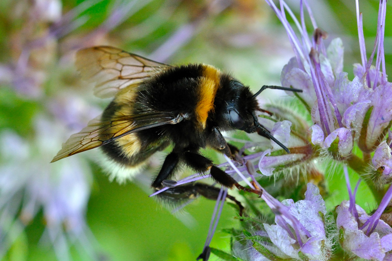 Hummel