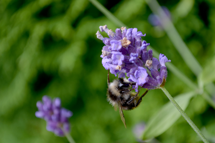 Hummel