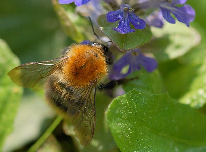 hummel