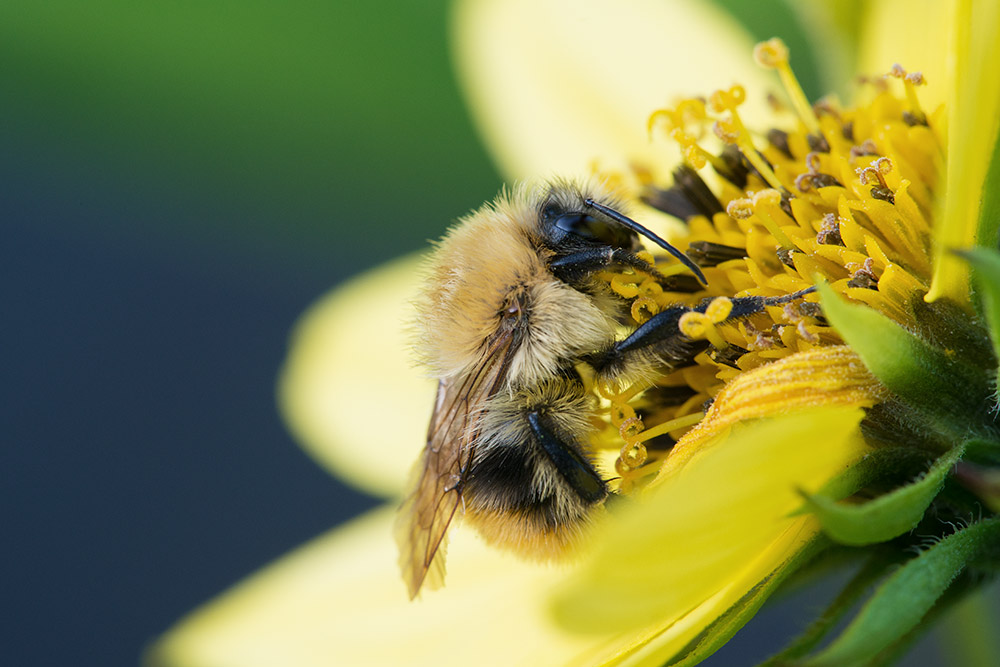 Hummel