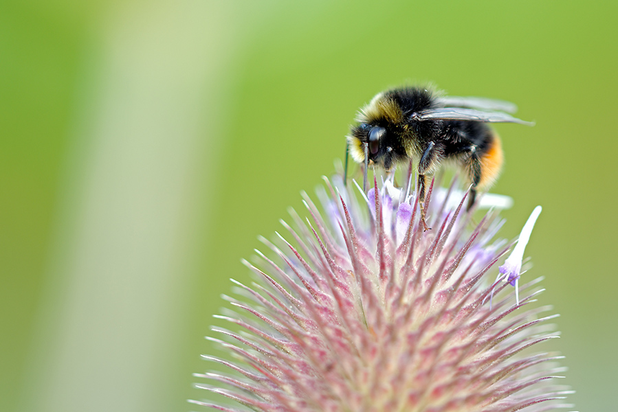 Hummel