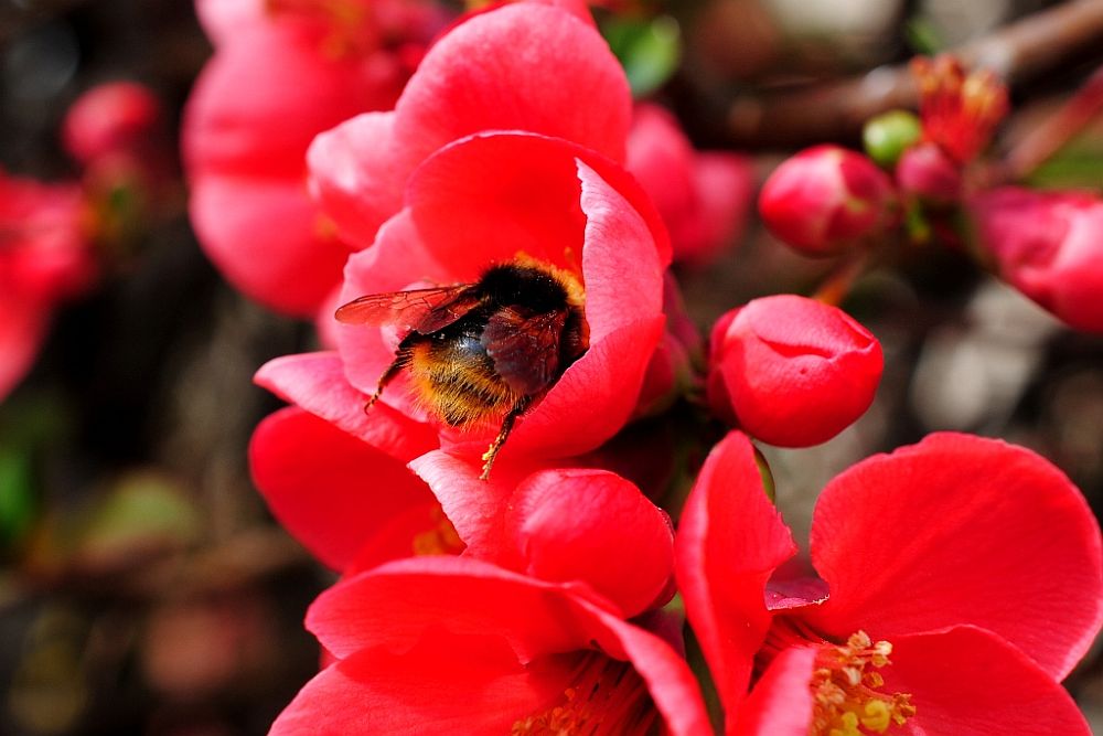 Hummel