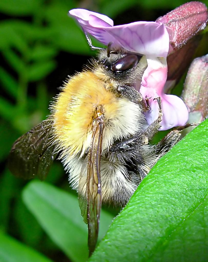 Hummel