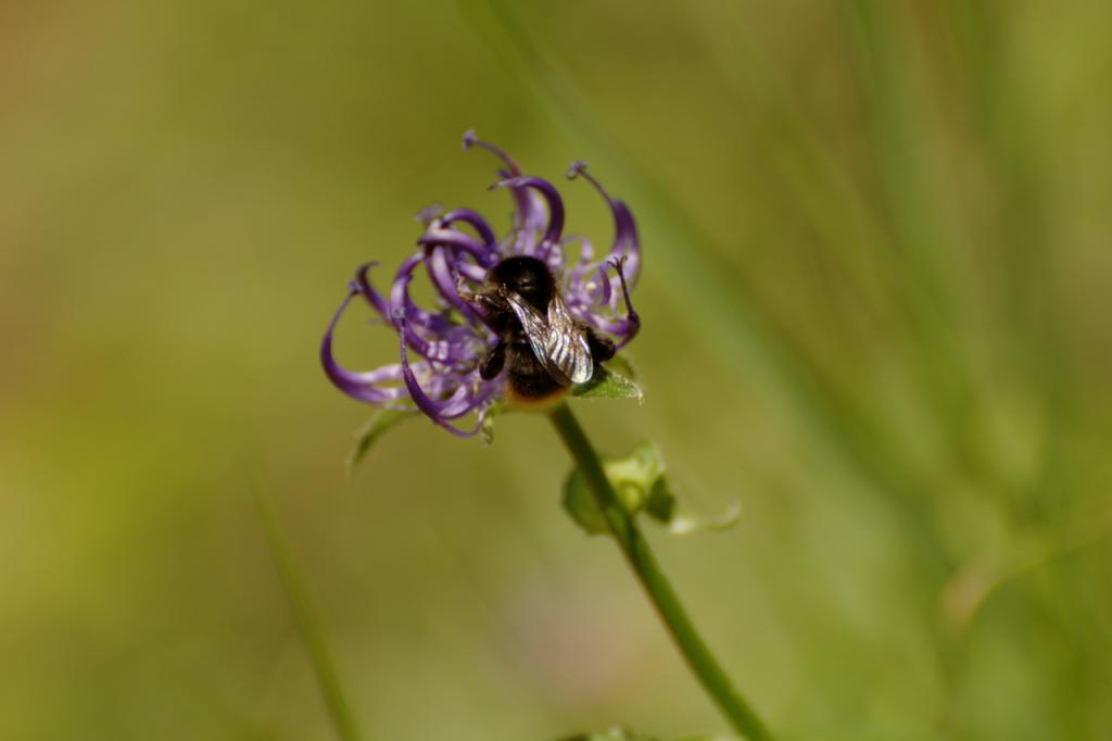 Hummel