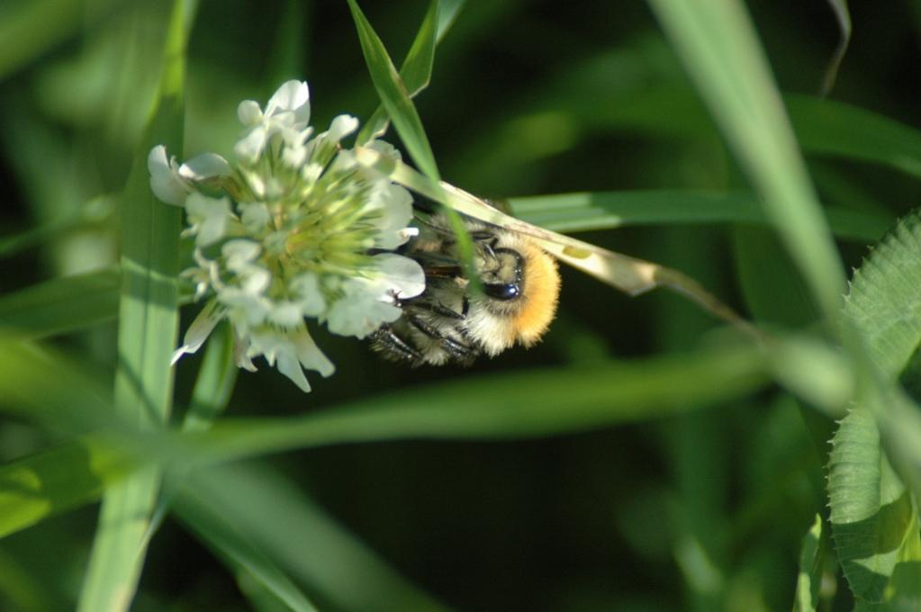 Hummel