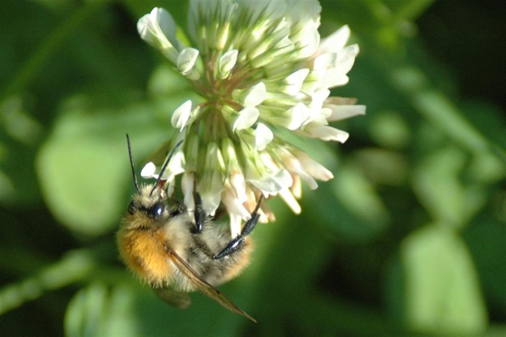 HUMMEL