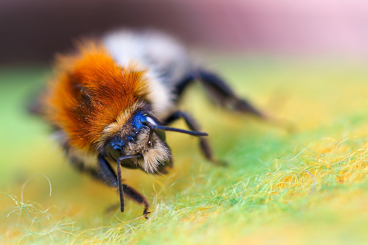 Hummel1.jpg