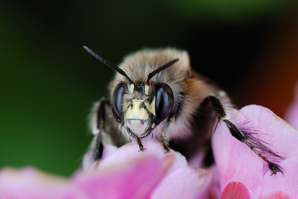 Hummel1