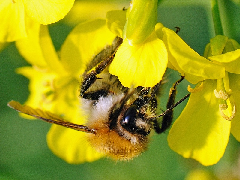 hummel109