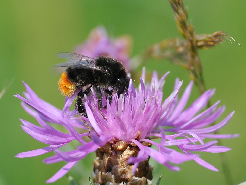 hummel134