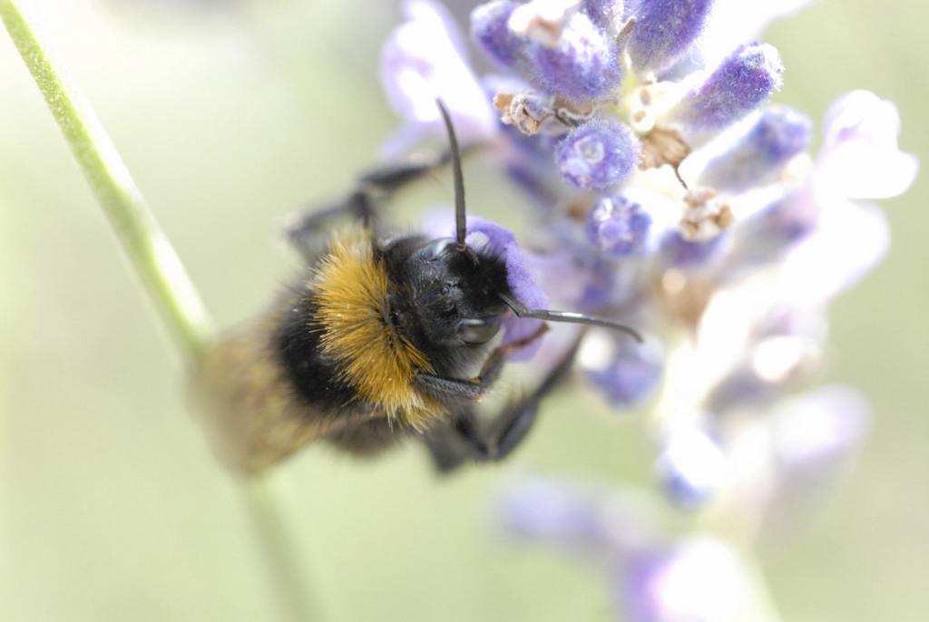 Hummel2