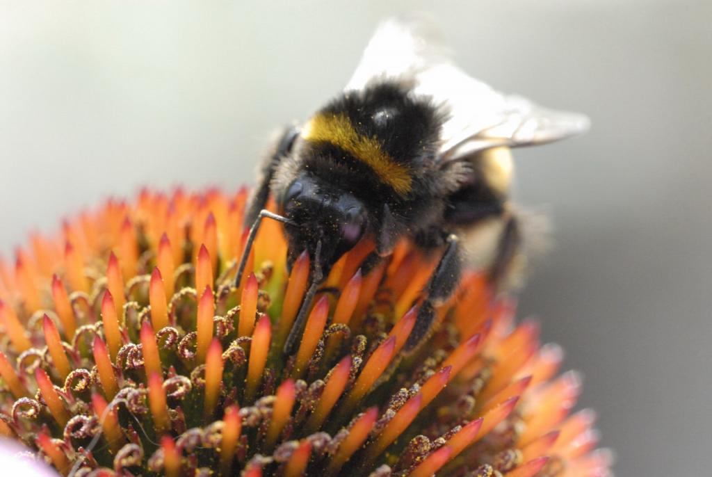 Hummel3