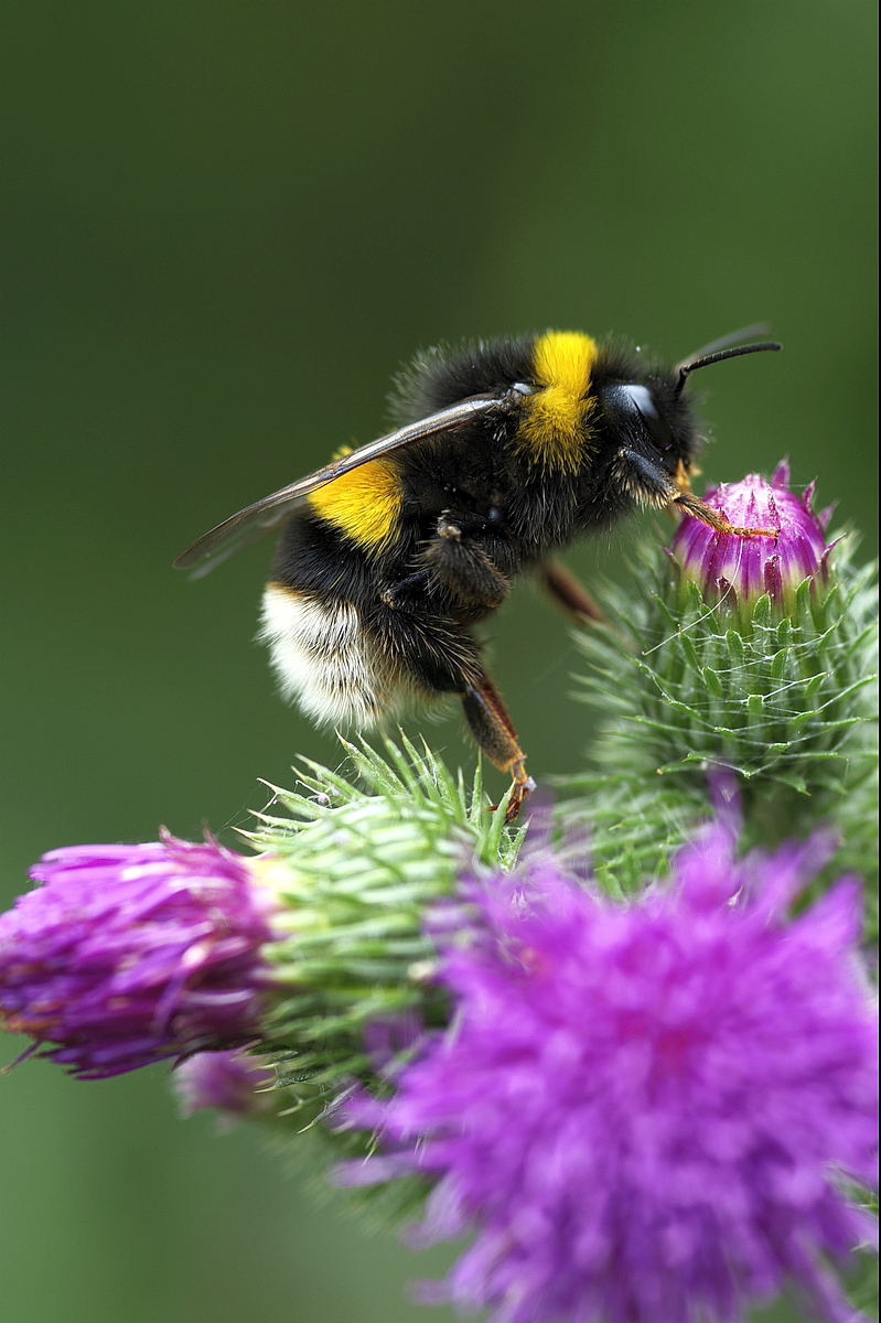 Hummel_2.jpg