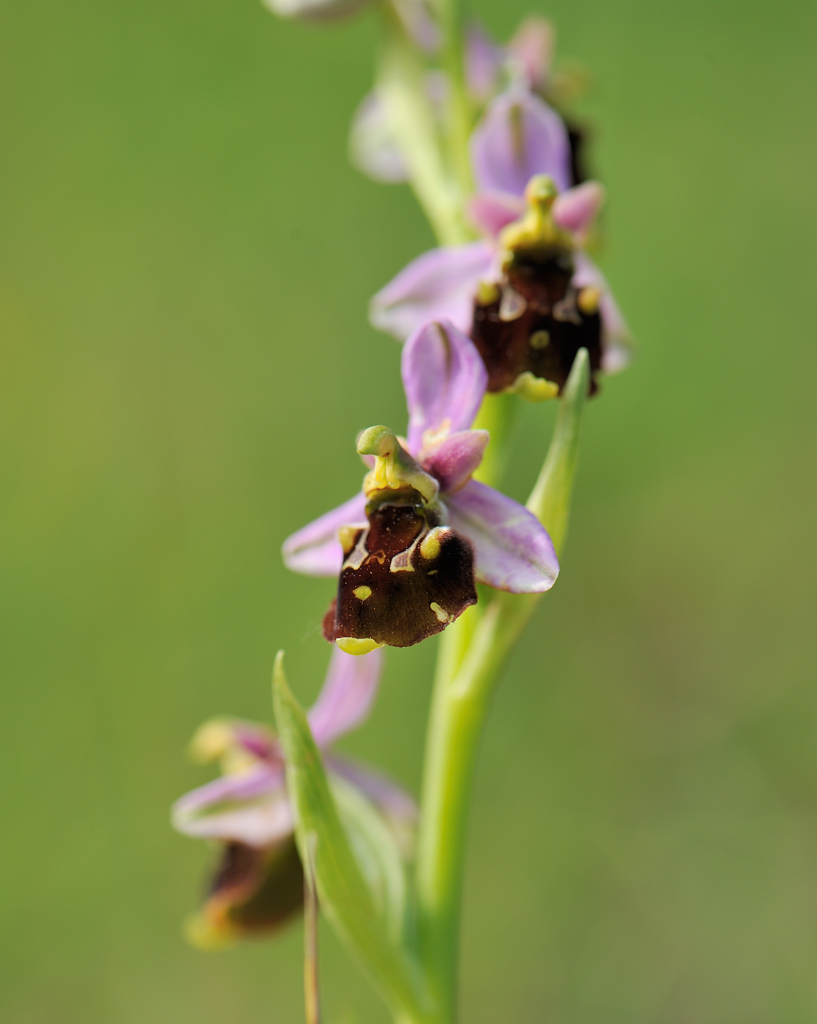 Hummelragwurz, Ophrys holoserica (CRI)