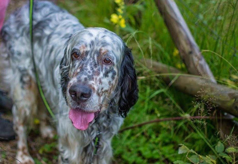 Hund 1