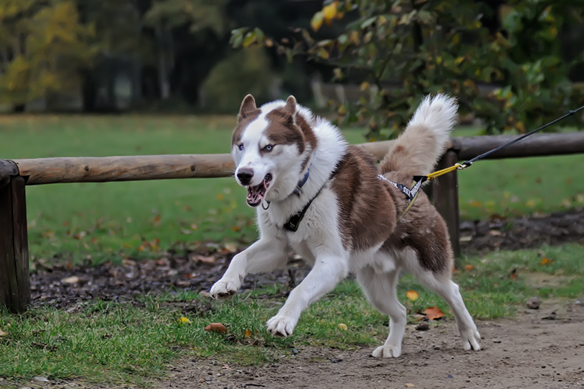 Hund 2068
Schlittenhunderennen in Trappenkamp