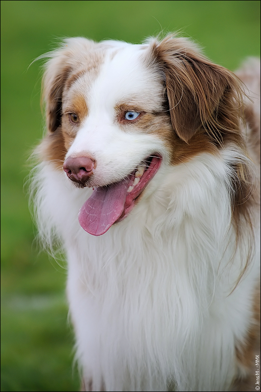 Hund & Familie 2010 09 05 D3S 1361 1a

· http://www.nikon-fotografie.de/vbulletin/showpost.php?p=1393936&postcount=278