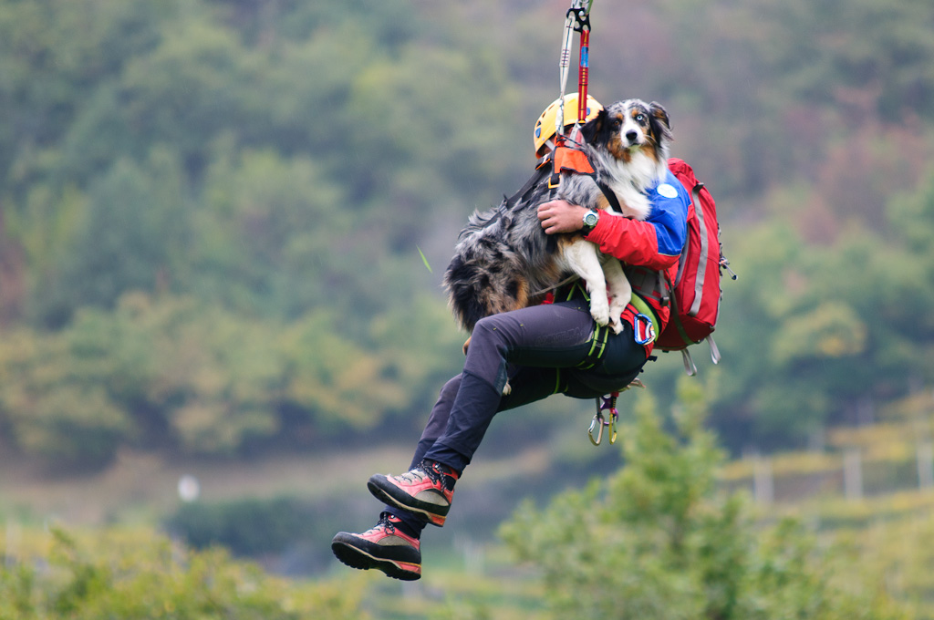 Hund Hubschrauber