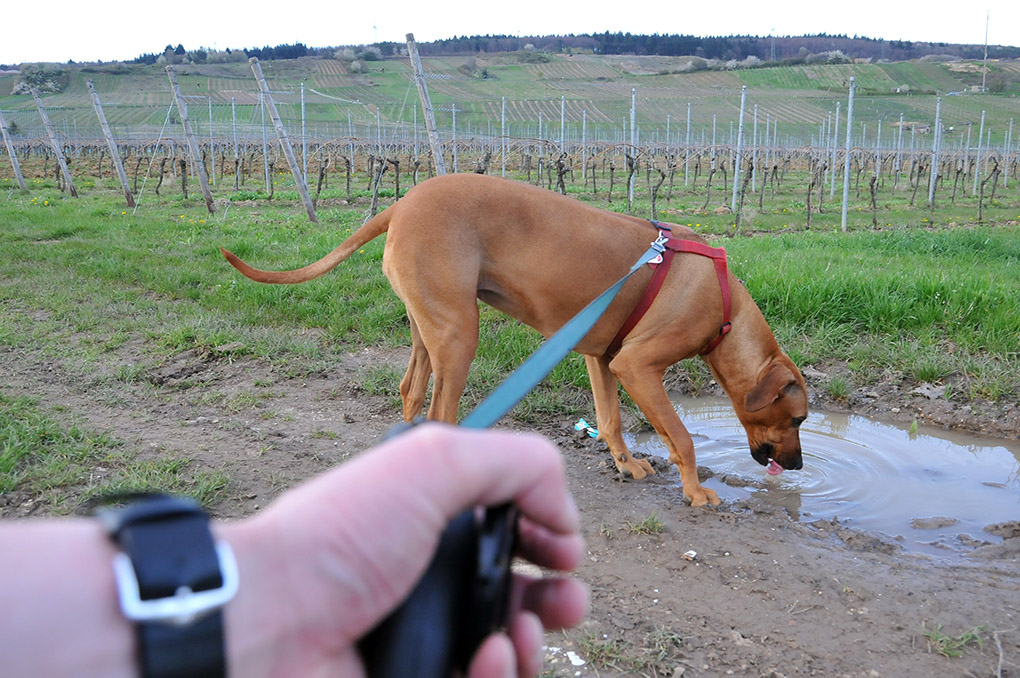 Hund, Hundeleine