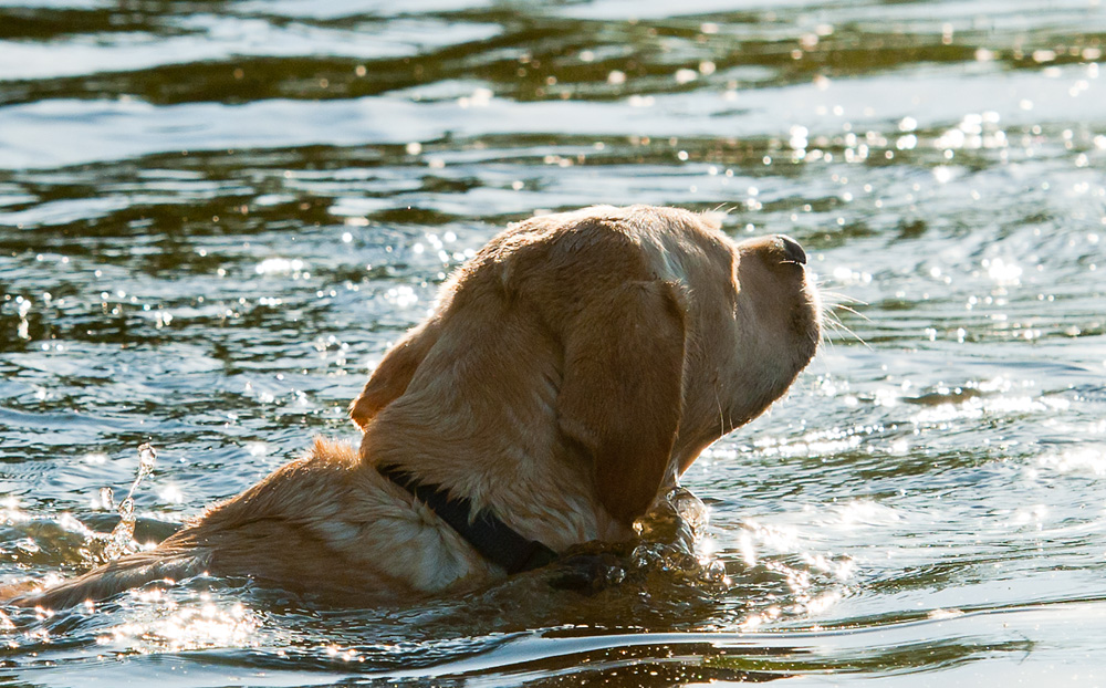 Hund im Gegenlicht 2