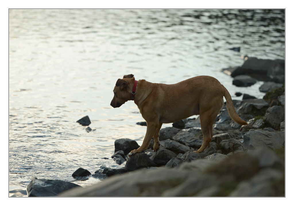 Hund im Gegenlicht 2